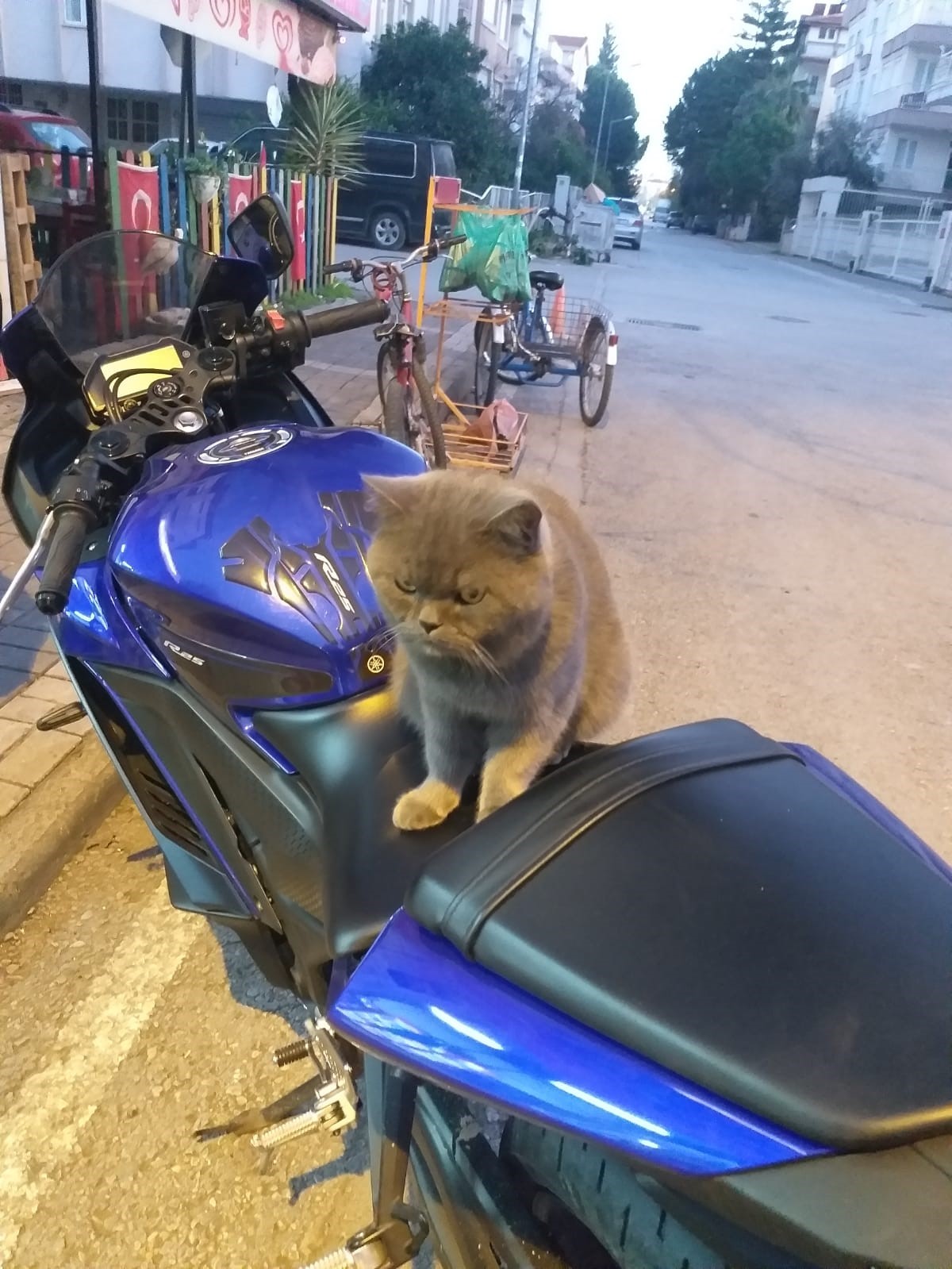 Kaybolan Kedi Kamerada! Sahibi Geri İstedi (3)