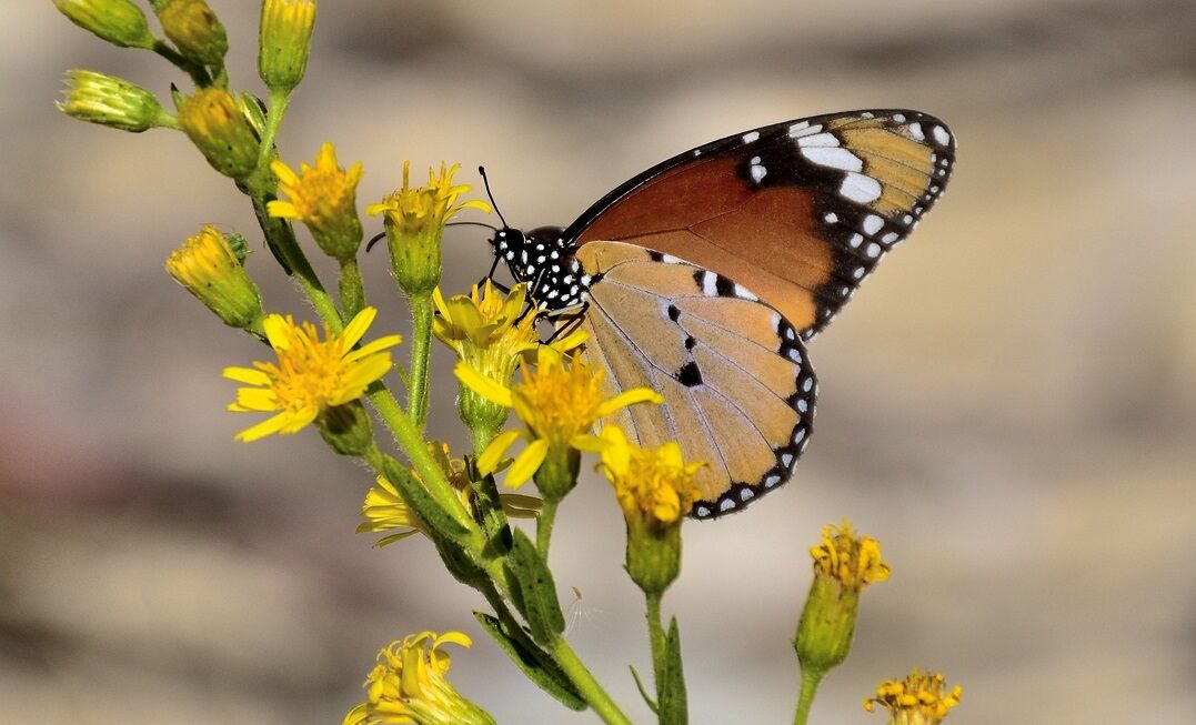 1. Mutlu Kelebekler Festivali Başlıyor! (2)