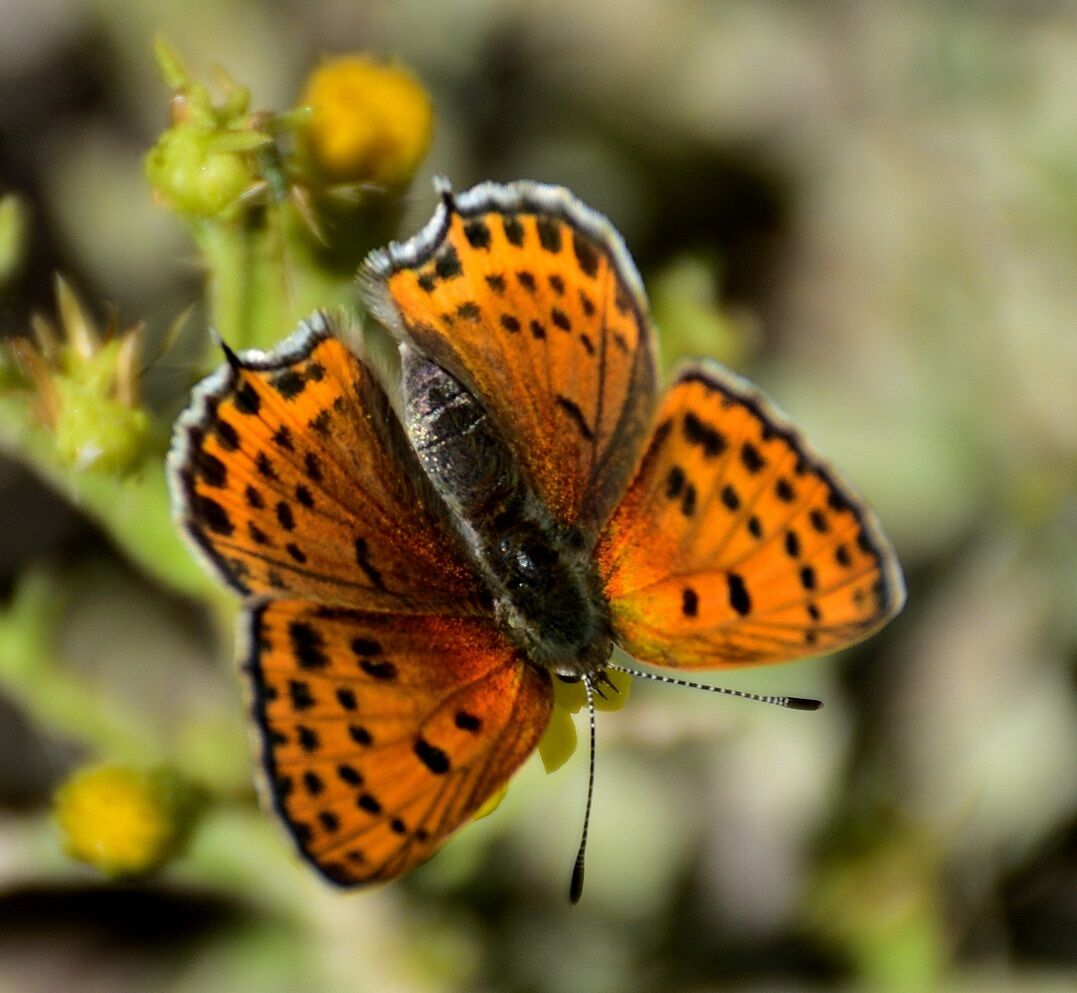 1. Mutlu Kelebekler Festivali Başlıyor! (5)
