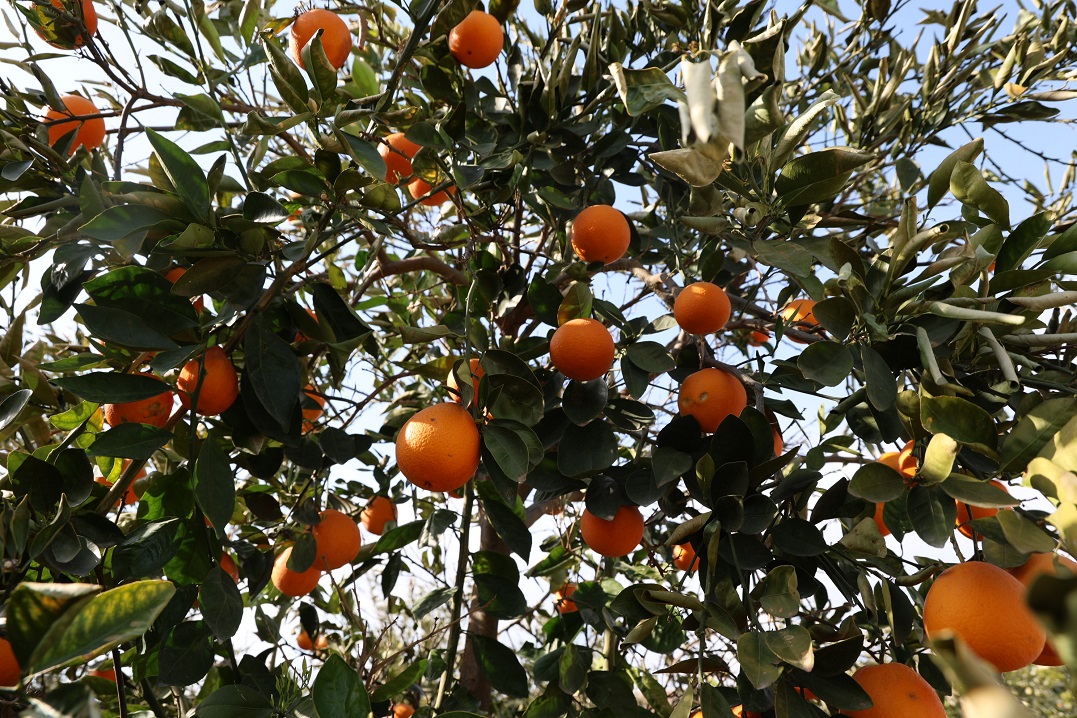 Tescilli Portakal Ve Fidanlar Don Nedeniyle Zarar Gördü (5)