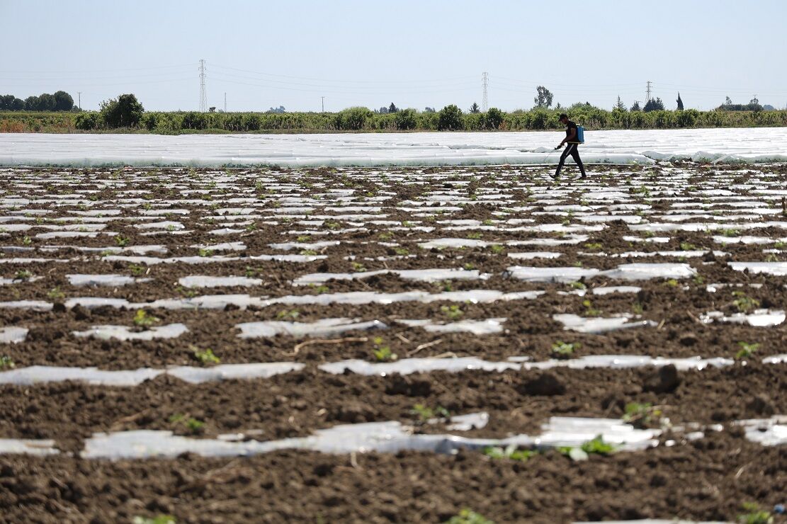 Adana’da Karpuz Hasadı Başlıyor Çiftçiler 10 Tl Fiyat Bekliyor (1)-1