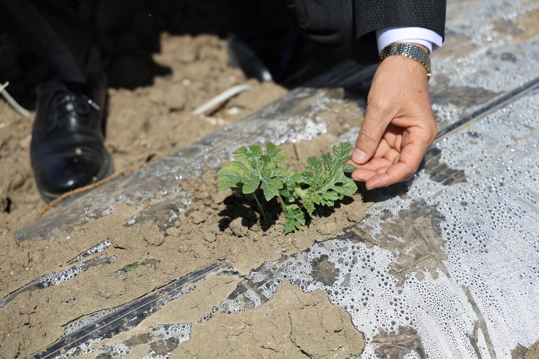Adana’da Karpuz Hasadı Başlıyor Çiftçiler 10 Tl Fiyat Bekliyor (2)