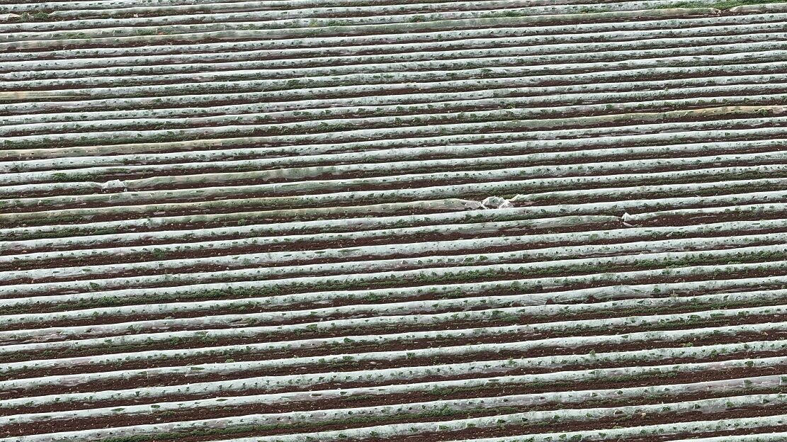 Adana’da Karpuz Hasadı Başlıyor Çiftçiler 10 Tl Fiyat Bekliyor (5)