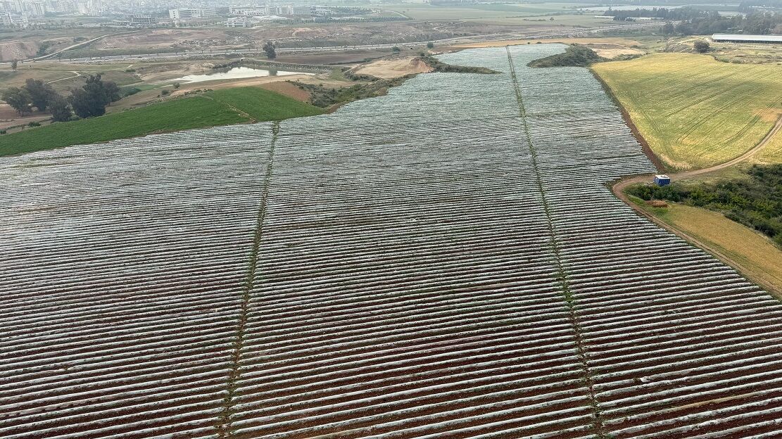 Adana’da Karpuz Hasadı Başlıyor Çiftçiler 10 Tl Fiyat Bekliyor (6)