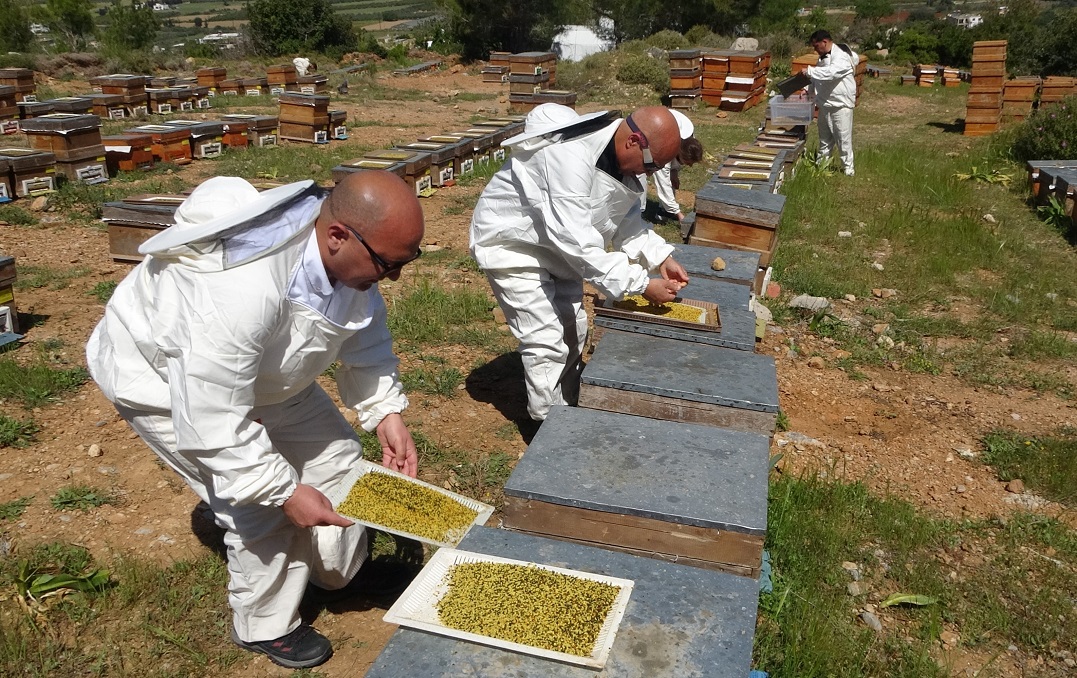 Gram Gram Toplanıyor, Şifa Saçıyor Polen Hasadında Bereket (1)