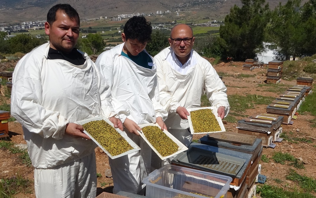 Gram Gram Toplanıyor, Şifa Saçıyor Polen Hasadında Bereket (3)