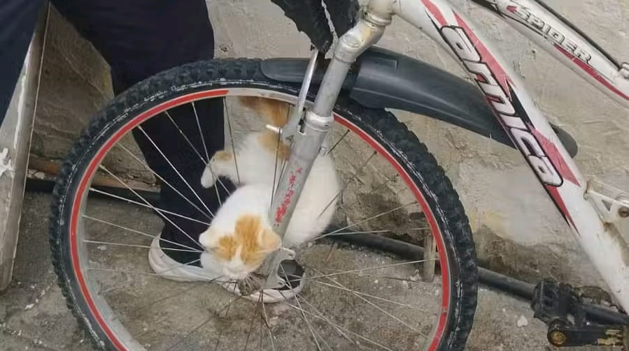 Hatay’da Yavru Kedinin Hayatını İtfaiye Kurtardı Janta Sıkışan Minik Can Son Anda Kurtuldu (3)