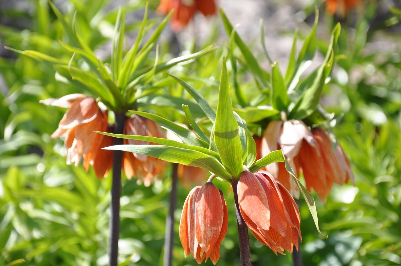 Kahramanmaraş’ta 2.900 Rakımda Doğal Mucize (2)