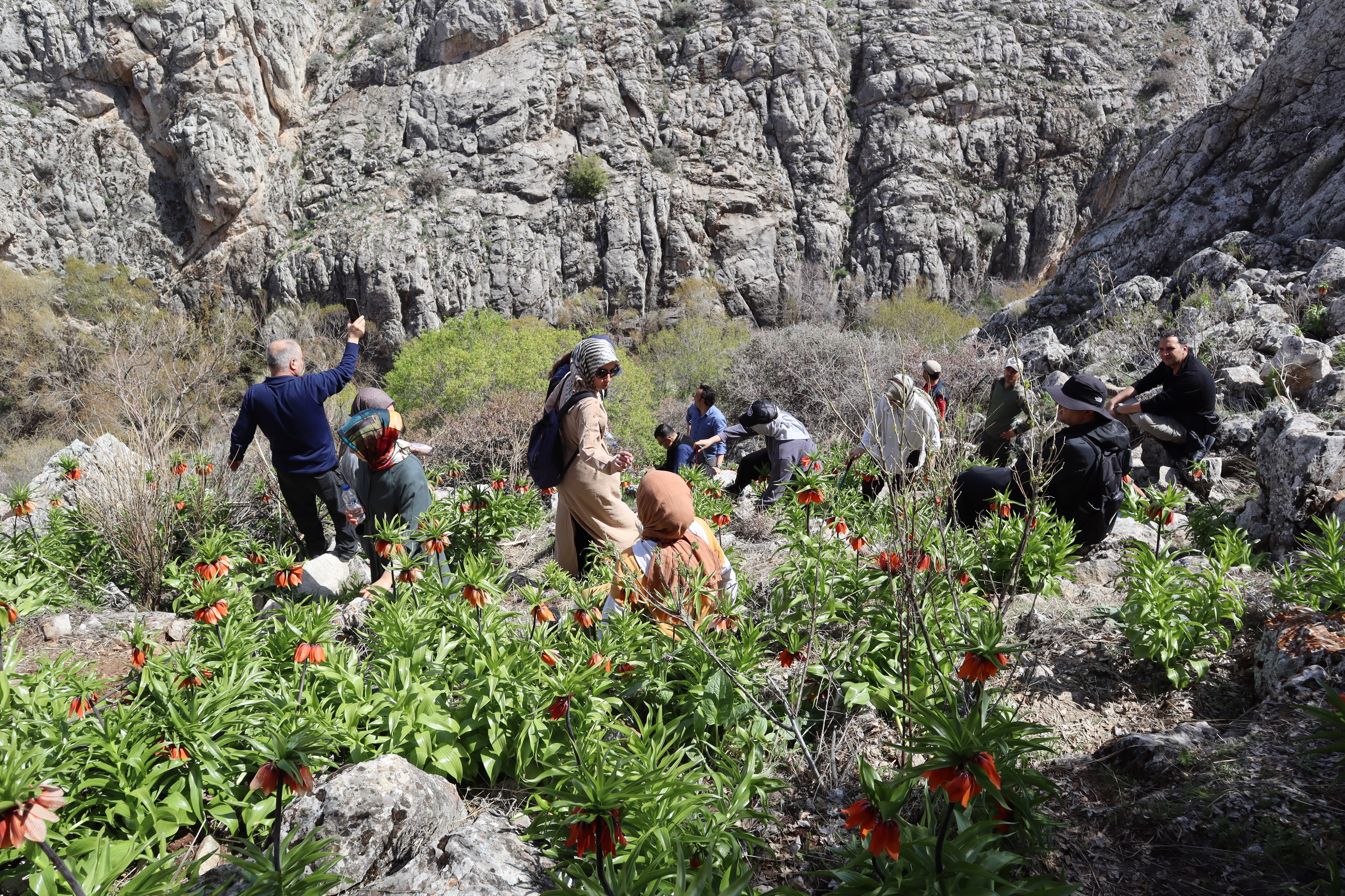 Kahramanmaraş’ta Baharın Gözdesi Ters Laleler Fotoğrafçıların Uğrak Noktası Oldu (12)