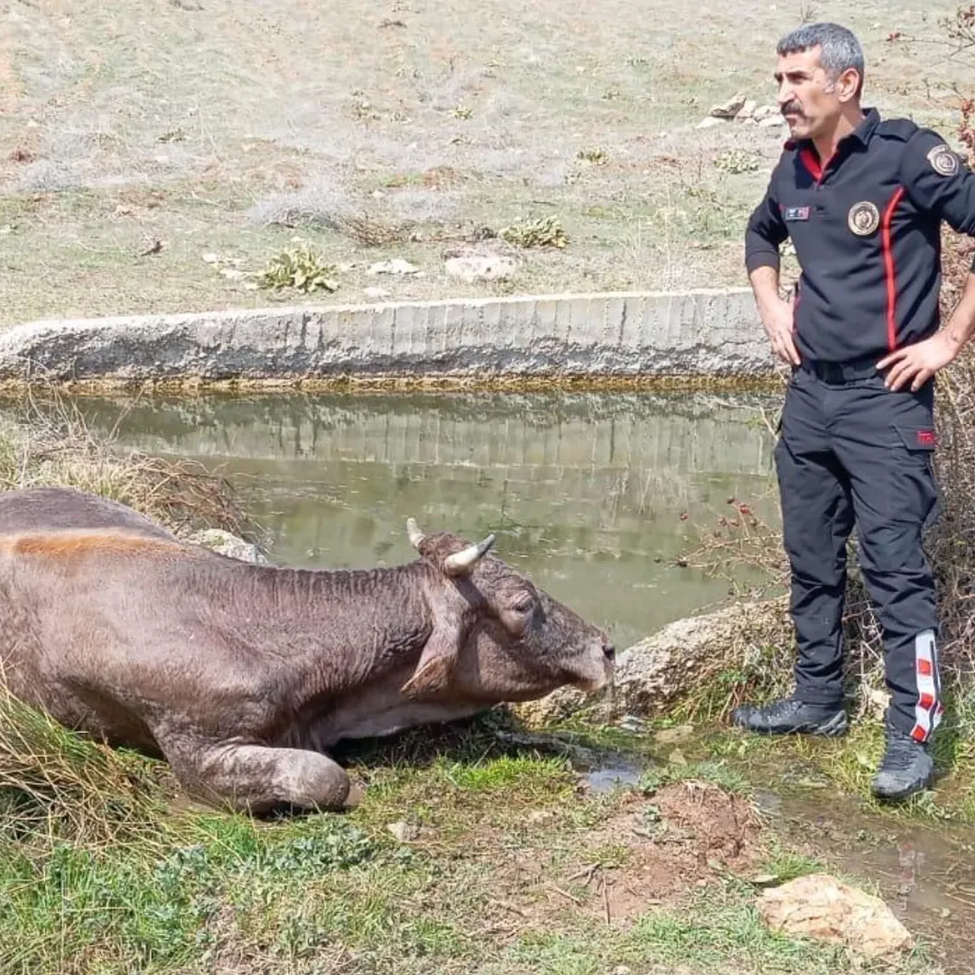 Kahramanmaraş'ta Gölete Düşen İnekler İtfaiye Ekiplerince Kurtarıldı (1)