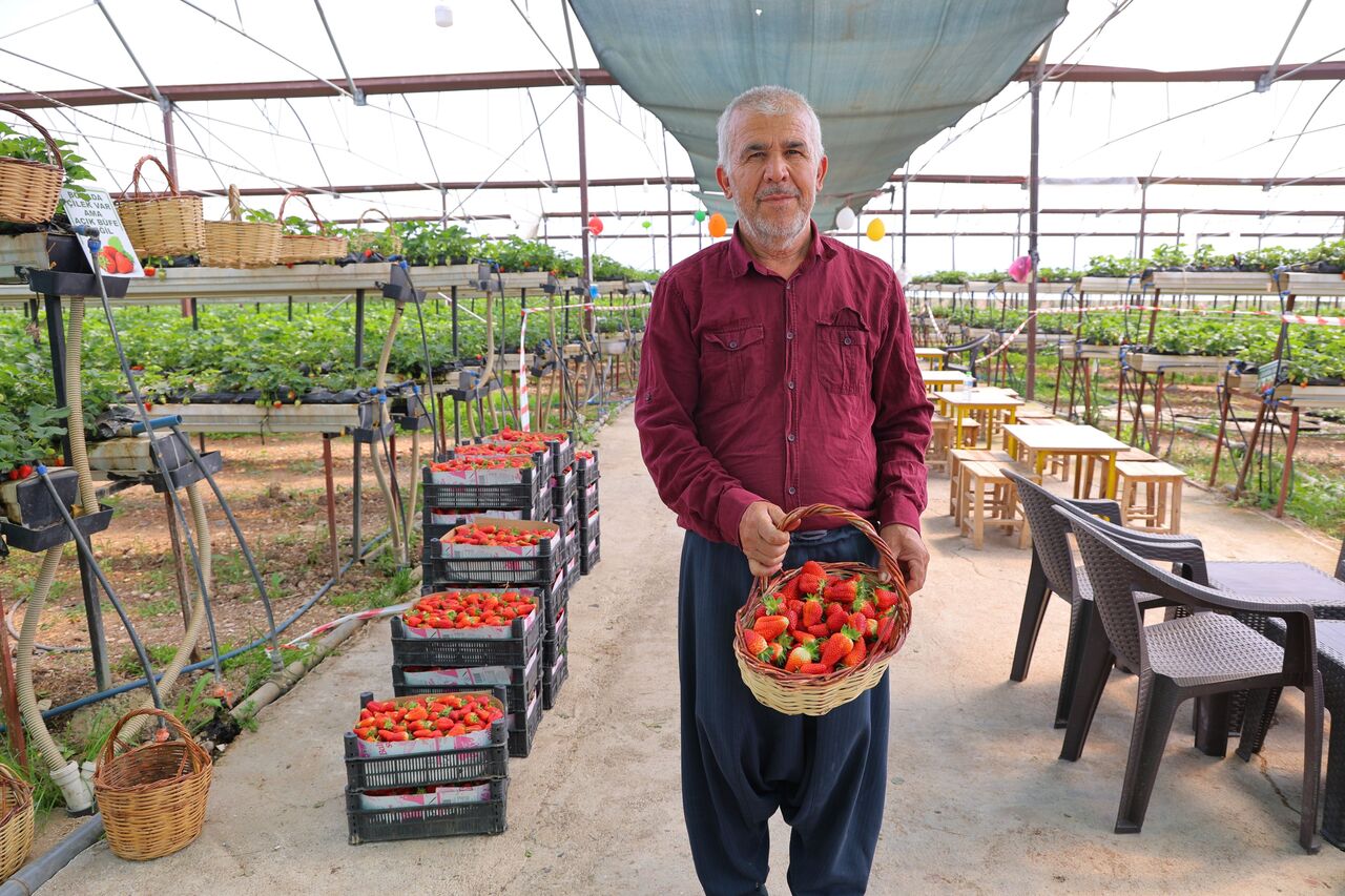 Kahramanmaraş'ta Topraksız Tarım Harikası! Vatandaşlar Çileği Dalından Topluyor! (2)