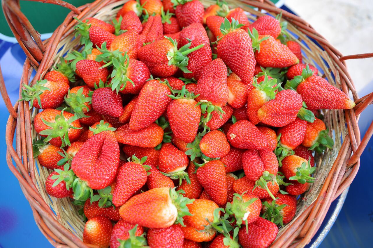 Kahramanmaraş'ta Topraksız Tarım Harikası! Vatandaşlar Çileği Dalından Topluyor! (3)