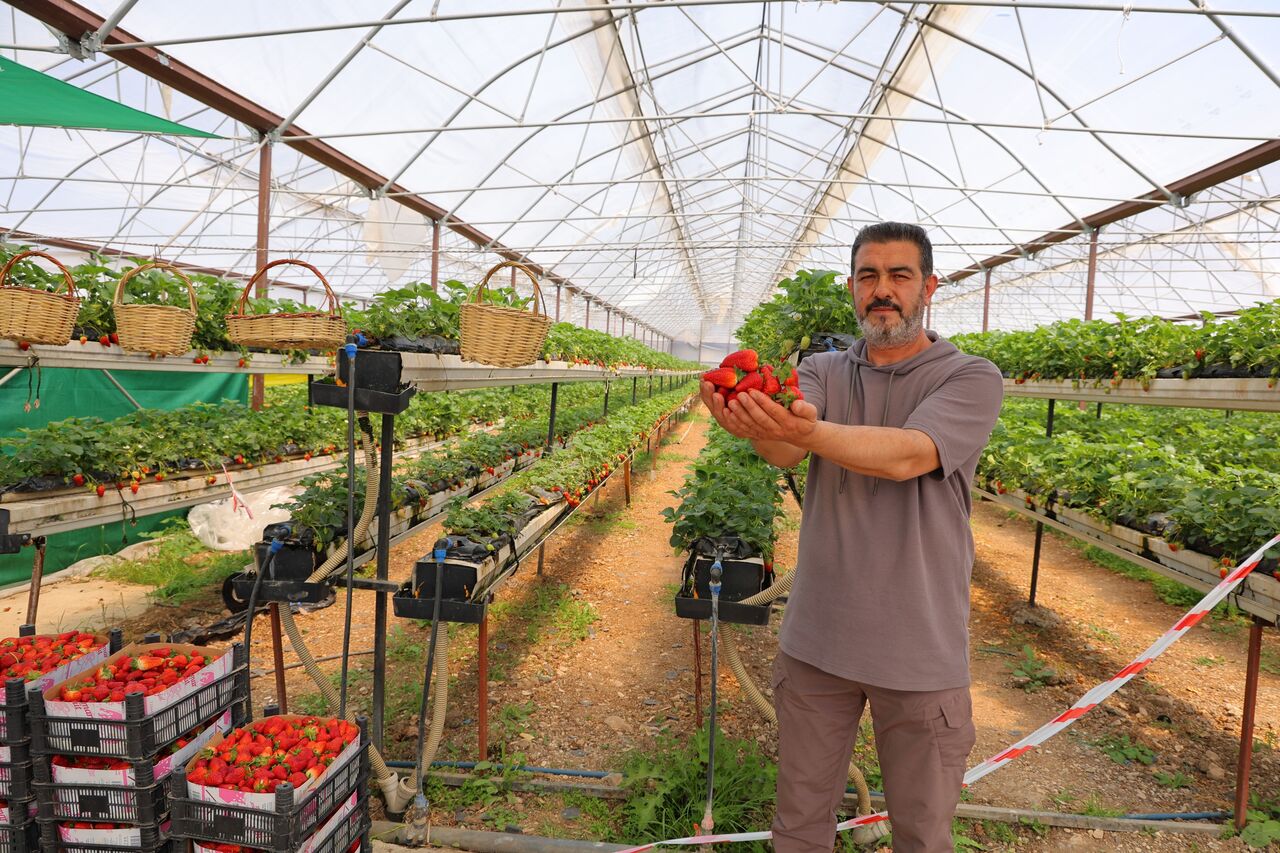Kahramanmaraş'ta Topraksız Tarım Harikası! Vatandaşlar Çileği Dalından Topluyor! (4)