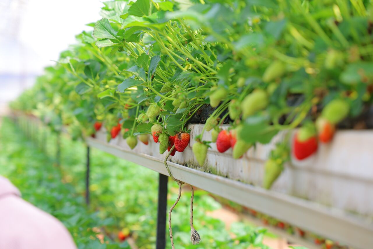 Kahramanmaraş'ta Topraksız Tarım Harikası! Vatandaşlar Çileği Dalından Topluyor! (5)
