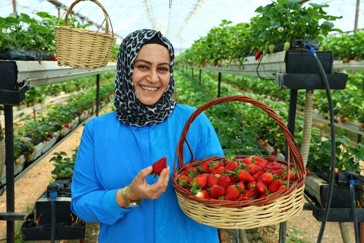 Kahramanmaraş'ta Topraksız Tarım Harikası! Vatandaşlar Çileği Dalından Topluyor! (6)