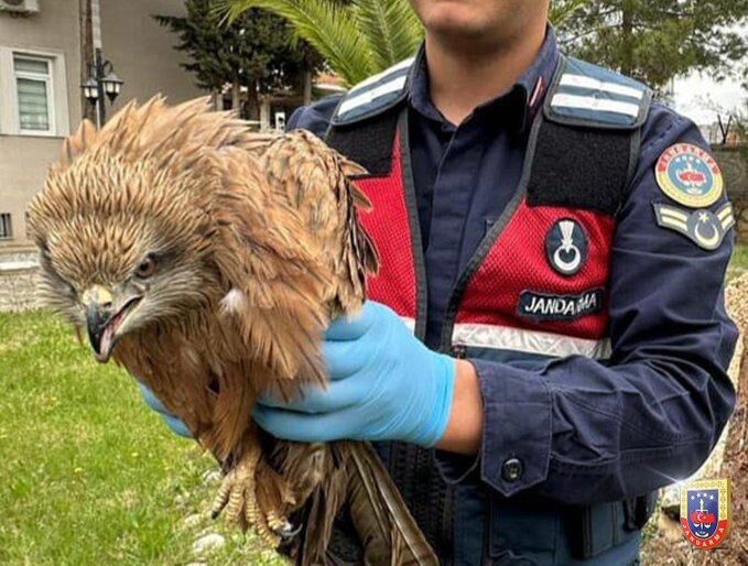 Kahramanmaraş’ta Yaralı Kuşlar Tedavi Altına Alındı (2)