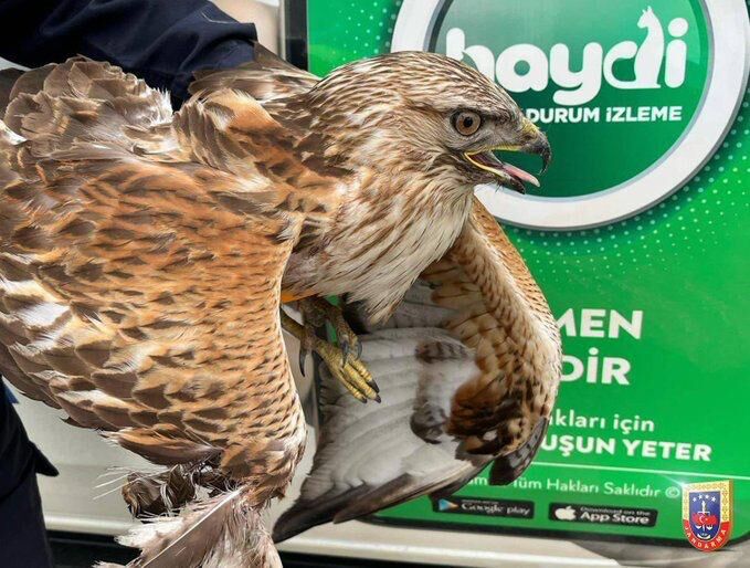 Kahramanmaraş’ta Yaralı Kuşlar Tedavi Altına Alındı (3)