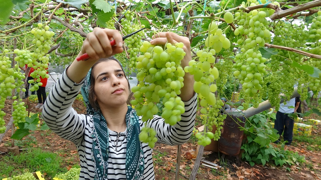 Mersin’de Örtü Altında Turfanda Üzüm Hasadı Başladı (5)