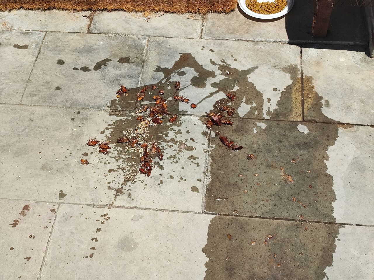 Adana’da Sinek Kabusu Belediyeden Umudu Kesen Vatandaş Sokağını Kendi İlaçladı (4)