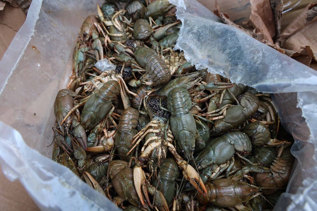 Av Yasağı Döneminde 300 Kilo Canlı Kerevit Ve 40 Kilo Mavi Yengeç Yakalandı (1)