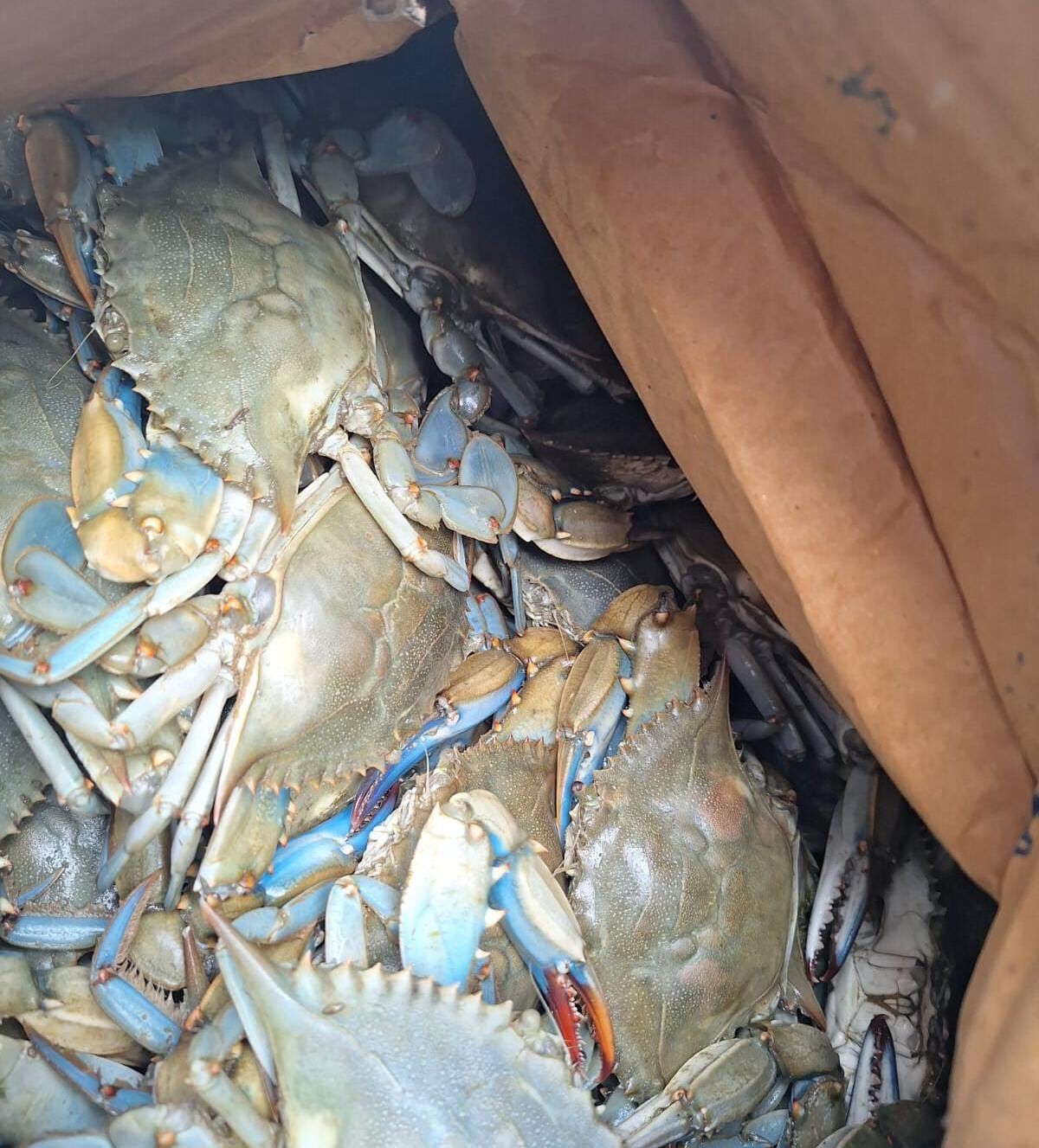 Av Yasağı Döneminde 300 Kilo Canlı Kerevit Ve 40 Kilo Mavi Yengeç Yakalandı (5)