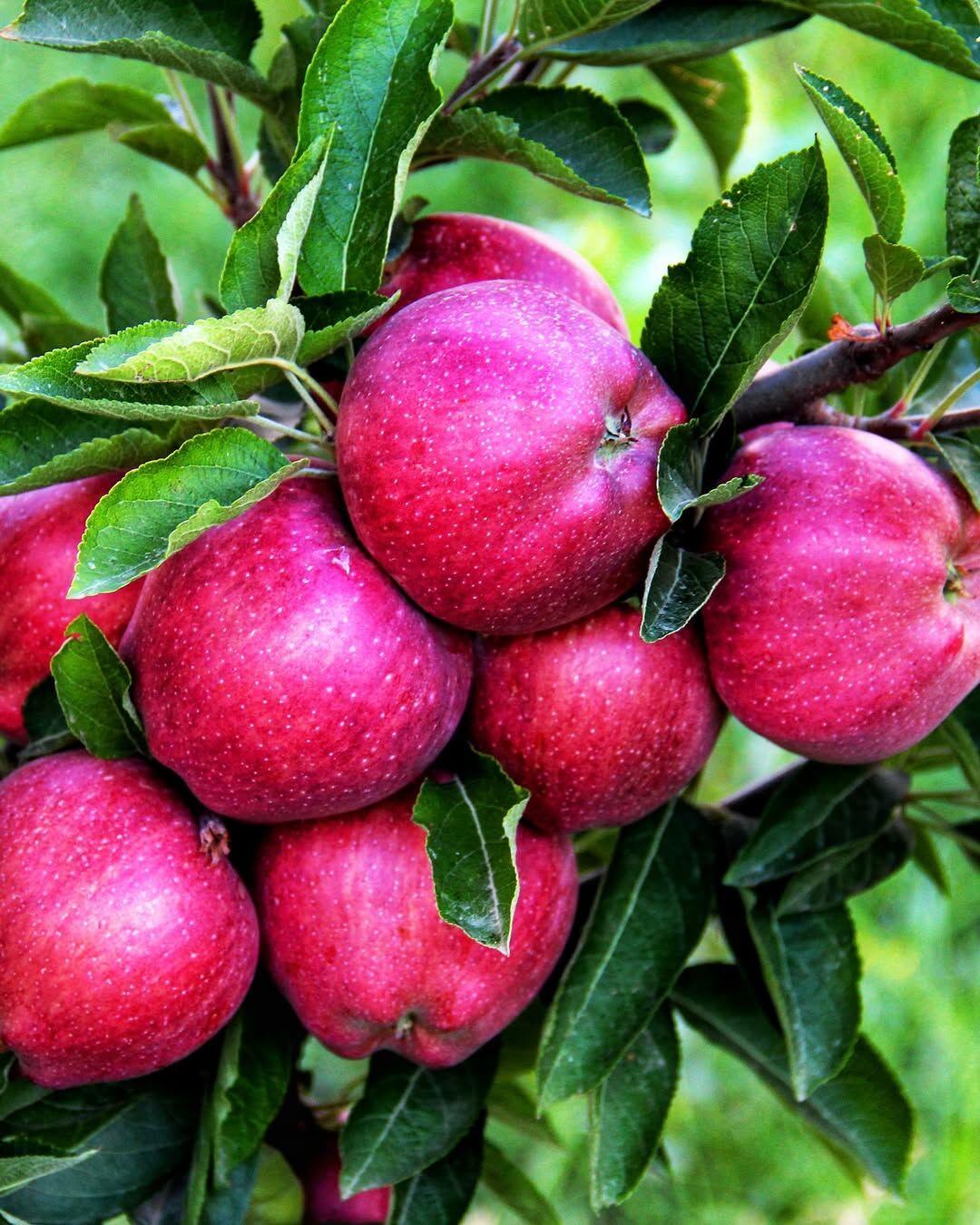 Elma Dedin Mi Orası! Kahramanmaraş'ın O İlçesi, Elmasıyla Türkiye'yi Sallıyor (1)