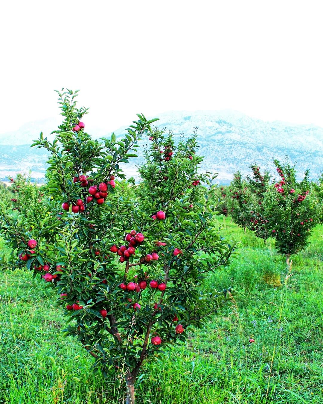 Elma Dedin Mi Orası! Kahramanmaraş'ın O İlçesi, Elmasıyla Türkiye'yi Sallıyor (2)