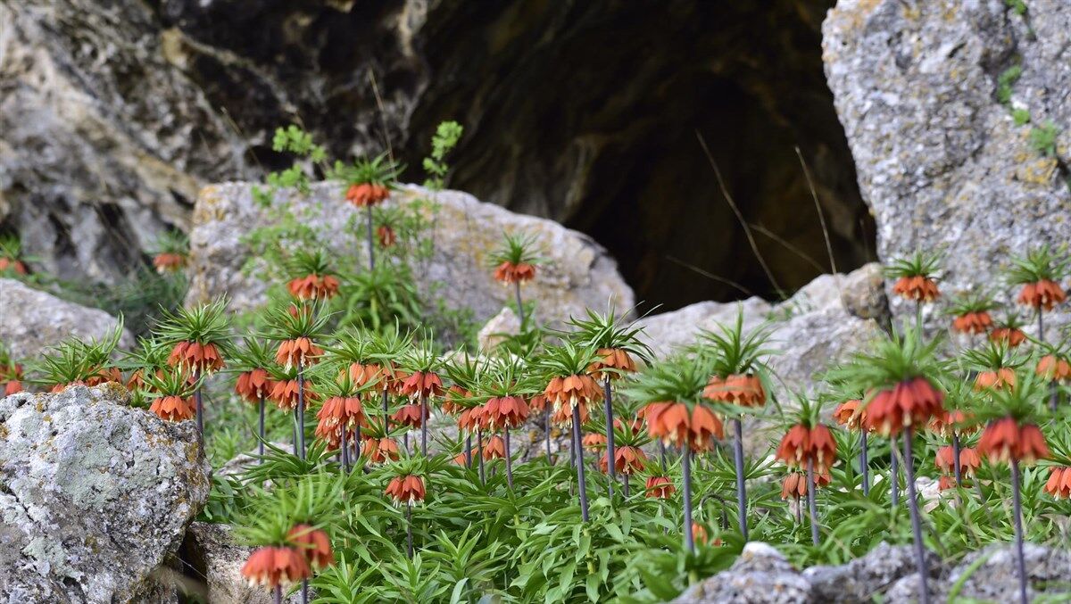 Kahramanmaraş Afşin’de Nadir Görülen Ters Laleler Doğaseverlerin Ve Fotoğrafçıların İlgi Odağı (2)
