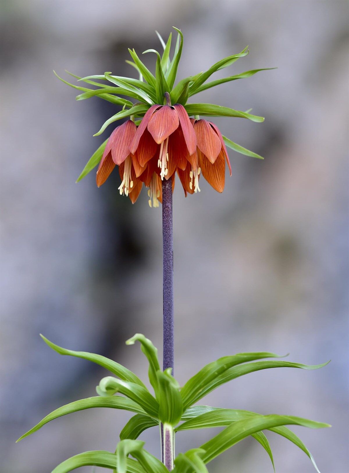 Kahramanmaraş Afşin’de Nadir Görülen Ters Laleler Doğaseverlerin Ve Fotoğrafçıların İlgi Odağı (3)