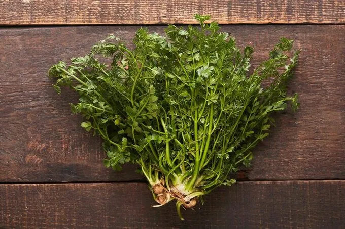 Kahramanmaraşlılar Bile Bu Otu Çok Bilmiyor! Vücuttaki Tüm Toksinleri Söküp Atıyor! (1)