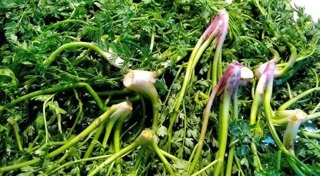 Kahramanmaraşlılar Bile Bu Otu Çok Bilmiyor! Vücuttaki Tüm Toksinleri Söküp Atıyor! (2)