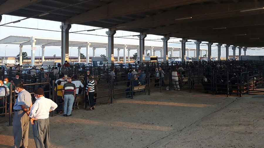 Kahramanmaraş'ta 2025 Kurbanlık Satış Yerleri Belli Oldu