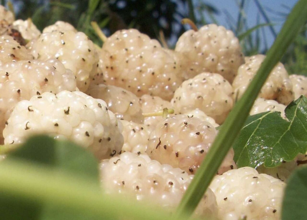 Kahramanmaraş'ta Beyaz Ve Siyah İnciler Tezgahlarda (3)