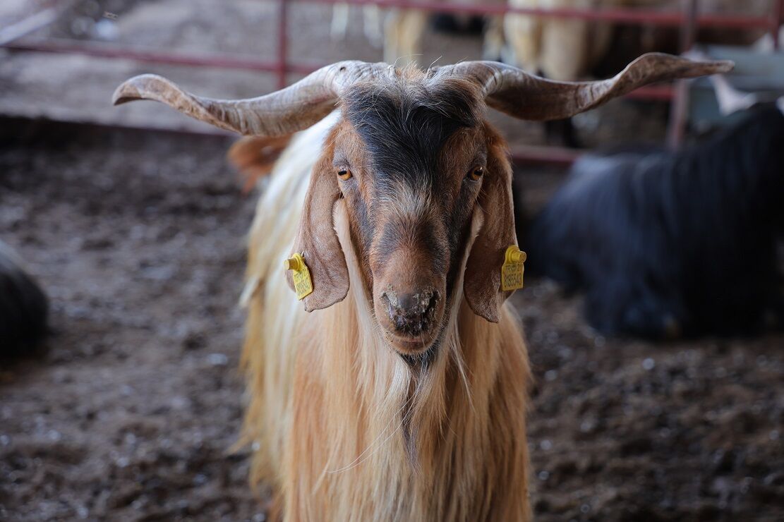 Kahramanmaraş’ta Kurbanlık Satışları Başladı, Fiyatlar Diğer İllere Göre Ucuz (2)