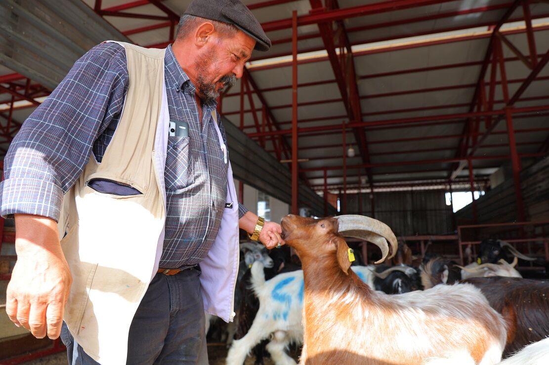 Kahramanmaraş’ta Kurbanlık Satışları Başladı, Fiyatlar Diğer İllere Göre Ucuz (3)