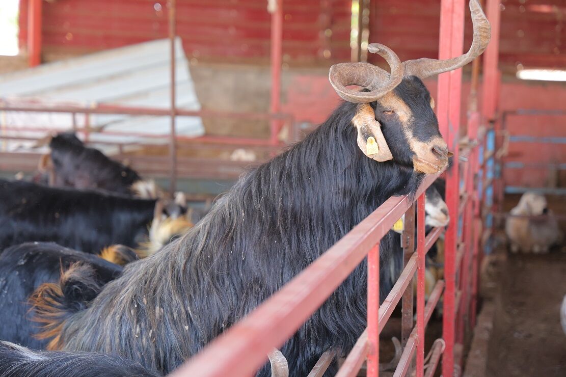 Kahramanmaraş’ta Kurbanlık Satışları Başladı, Fiyatlar Diğer İllere Göre Ucuz (6)