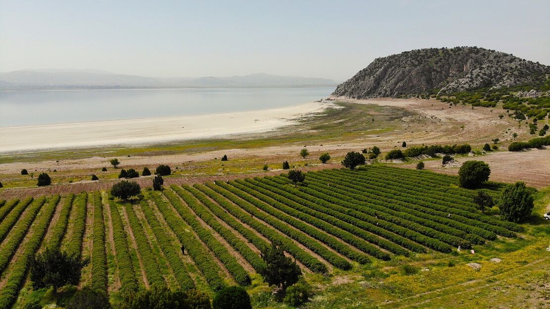 Küresel Isınma Ve Don, Burdur’un Gül Rekoltesini Yarıladı (2)