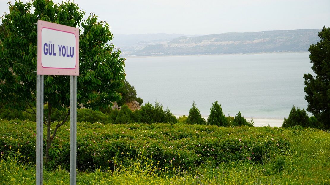 Küresel Isınma Ve Don, Burdur’un Gül Rekoltesini Yarıladı (3)