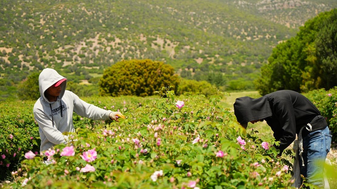Küresel Isınma Ve Don, Burdur’un Gül Rekoltesini Yarıladı (4)