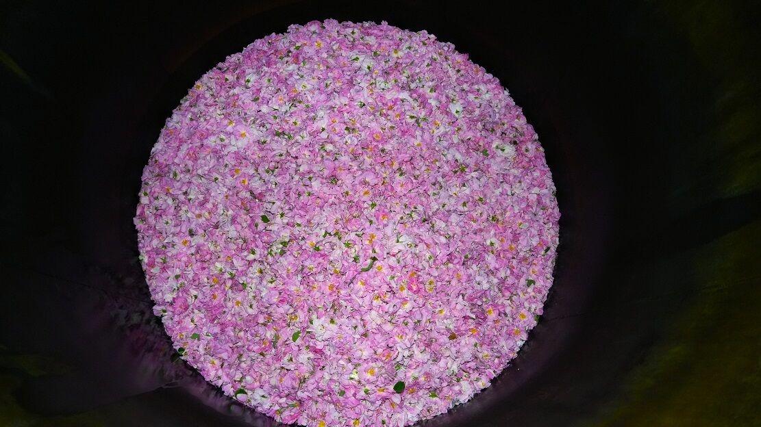 Küresel Isınma Ve Don, Burdur’un Gül Rekoltesini Yarıladı (5)