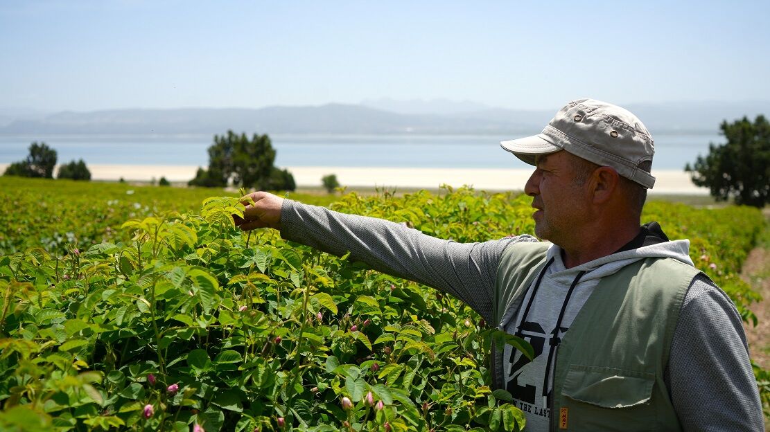 Küresel Isınma Ve Don, Burdur’un Gül Rekoltesini Yarıladı (6)