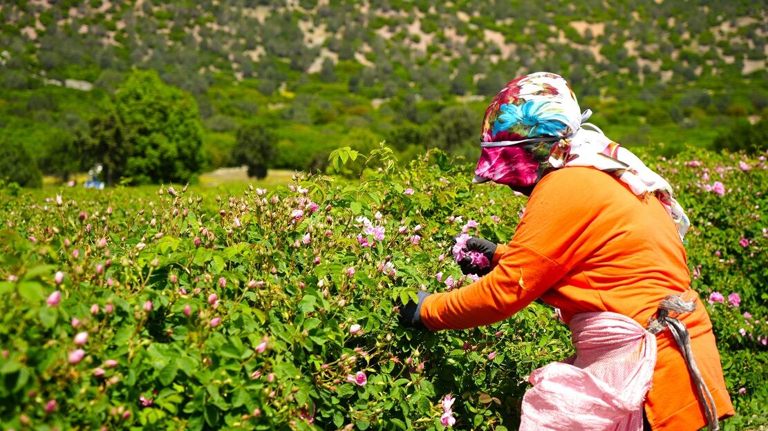 Küresel Isınma Ve Don, Burdur’un Gül Rekoltesini Yarıladı (7)