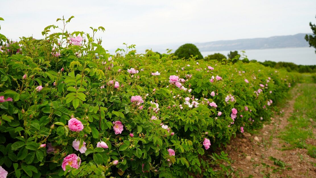 Küresel Isınma Ve Don, Burdur’un Gül Rekoltesini Yarıladı (8)