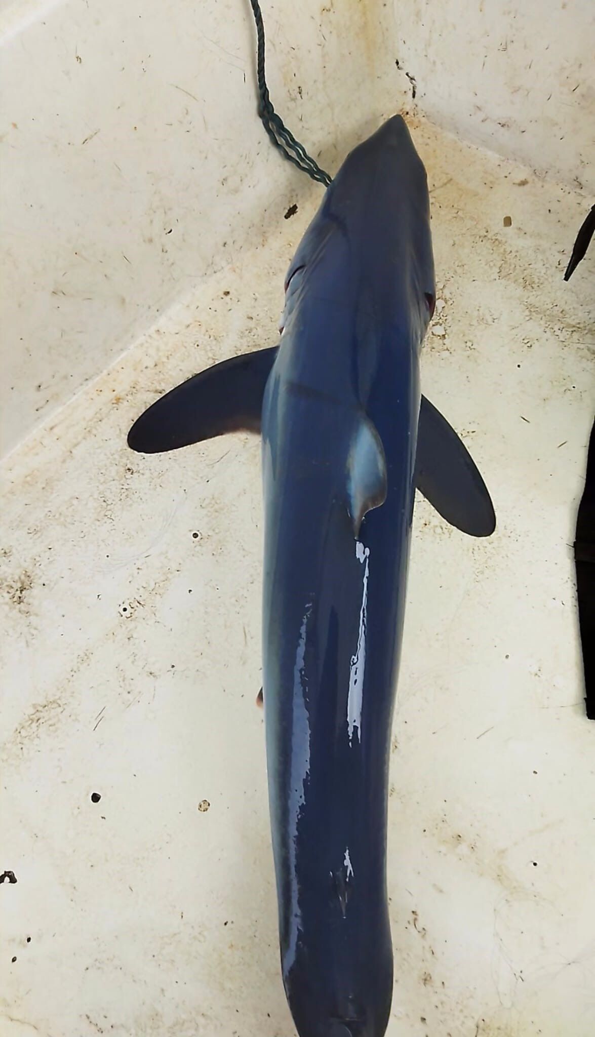 Mersinli Balıkçının Oltasına Köpek Balığı Takıldı, Yüzdürerek Doğaya Bıraktı (4)