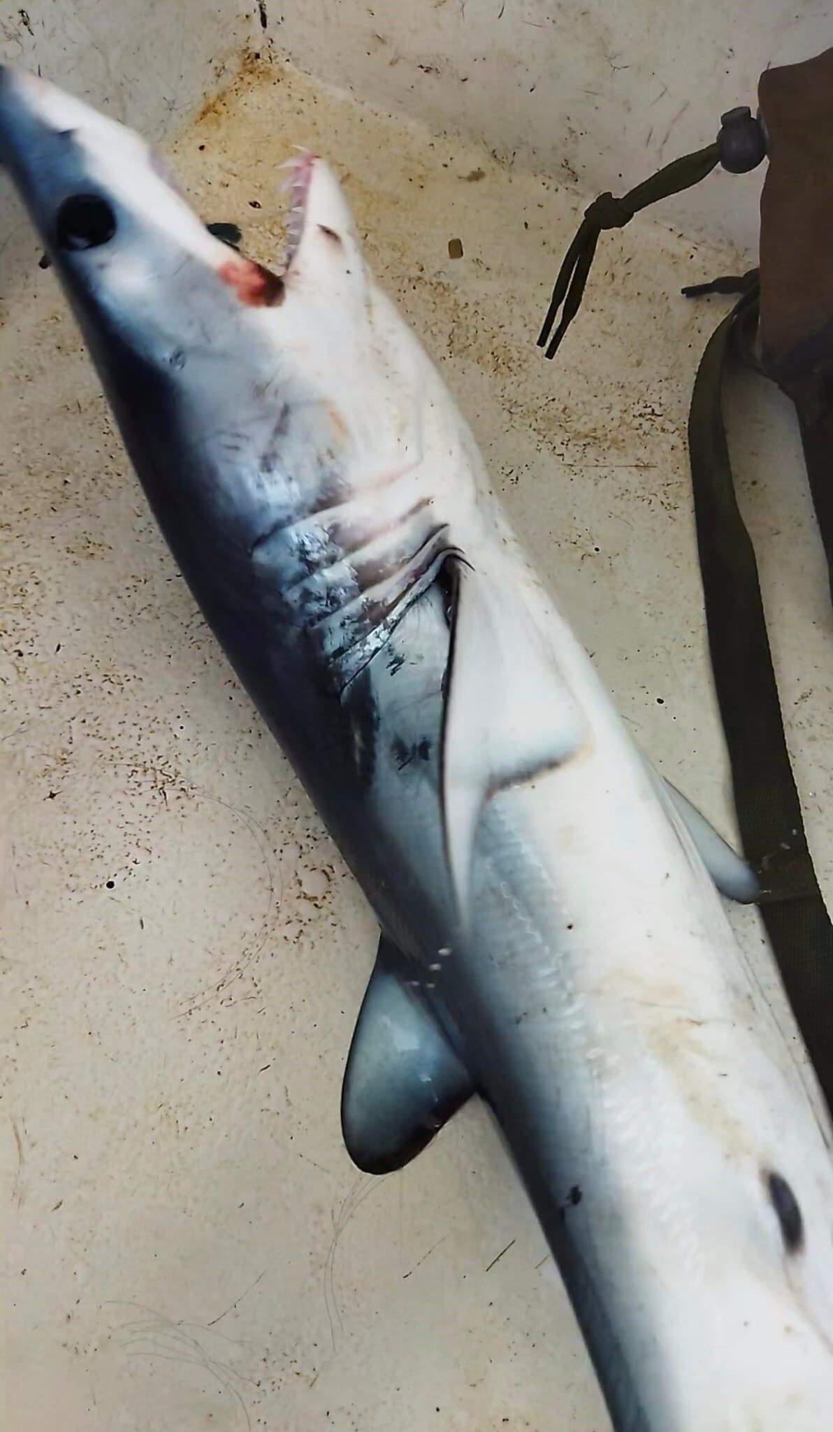 Mersinli Balıkçının Oltasına Köpek Balığı Takıldı, Yüzdürerek Doğaya Bıraktı (5)