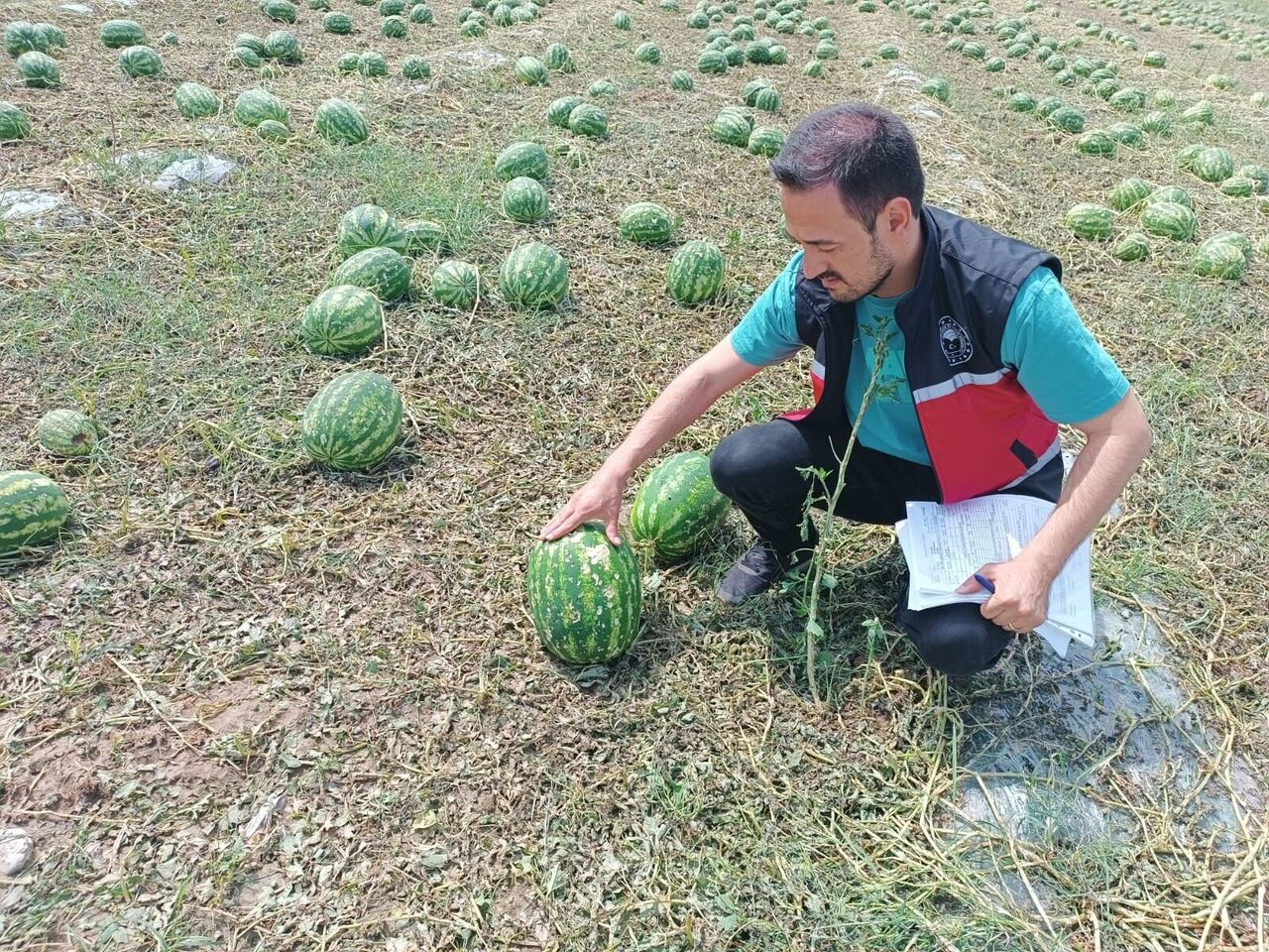 Serik’te Dolu Felaketi Tarım Arazilerini Vurdu Hasar Tespiti Başladı (2)