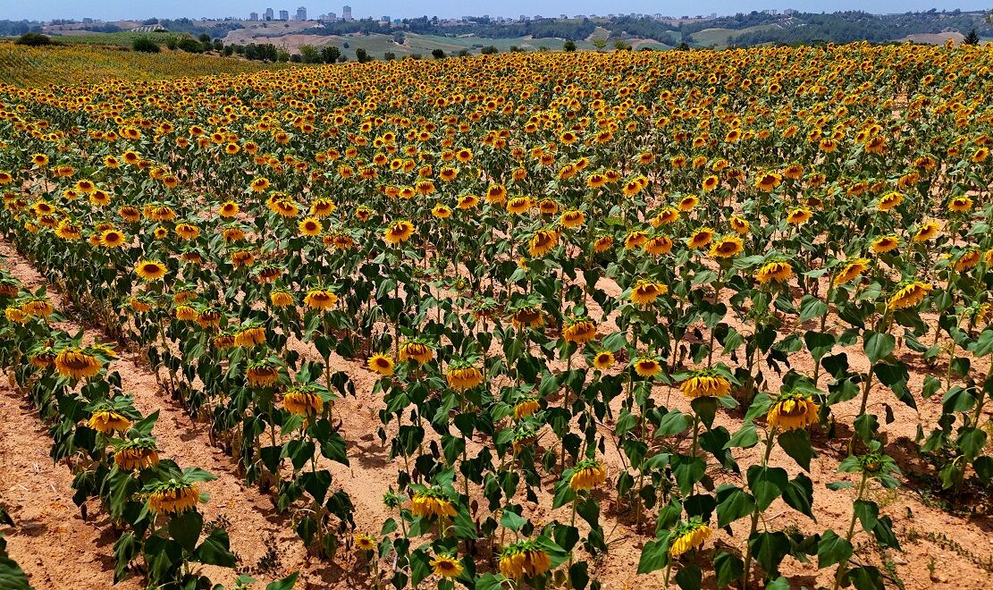 Tarlalarda Görsel Şölen Ayçiçekleri Adana’yı Sarıya Bürüdü (1)