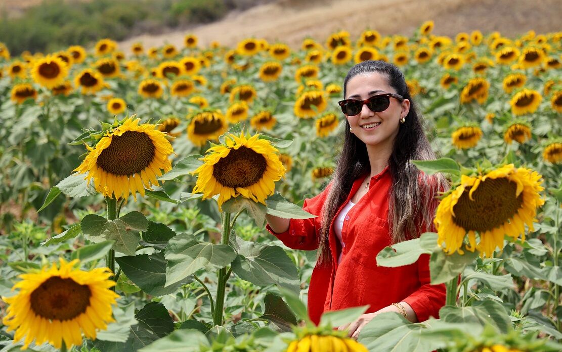 Tarlalarda Görsel Şölen Ayçiçekleri Adana’yı Sarıya Bürüdü (3)