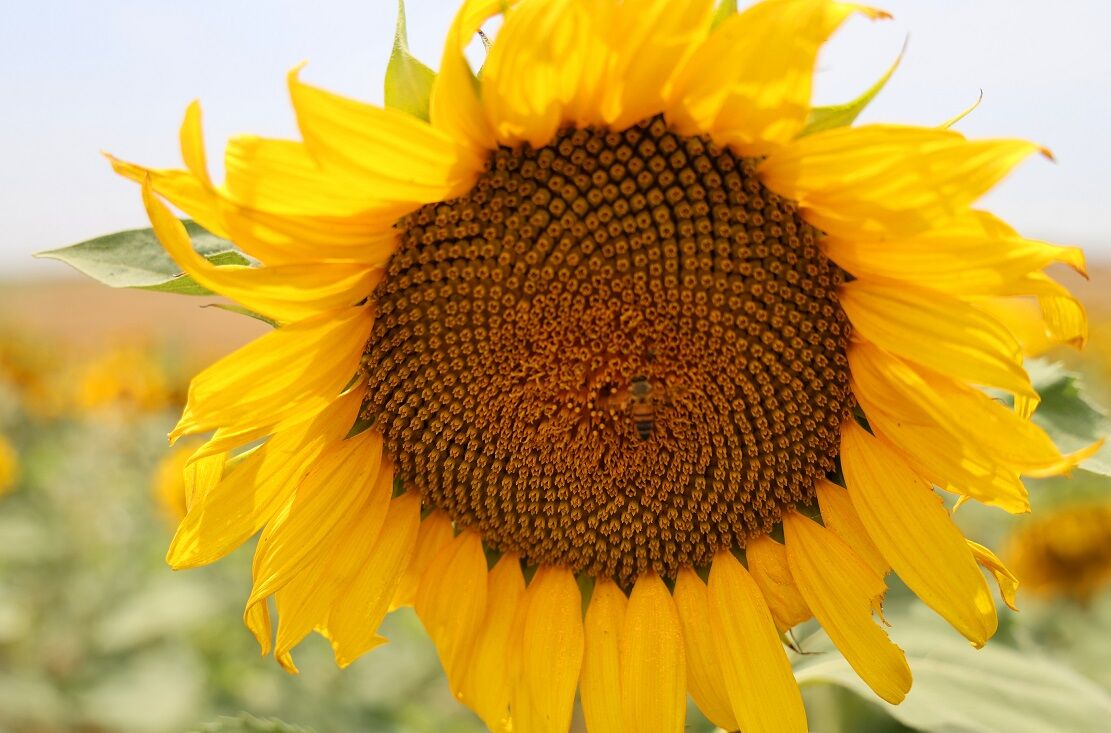 Tarlalarda Görsel Şölen Ayçiçekleri Adana’yı Sarıya Bürüdü (5)