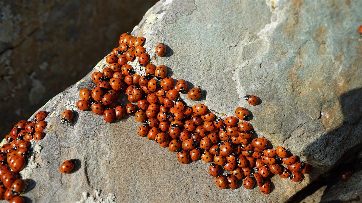 Uludaz Tepesi'nin Doğal Güzellikleri Ve Uğur Böcekleriyle Dolu Renkli Dünyası (2)
